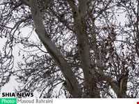درخت خونبار زرآباد