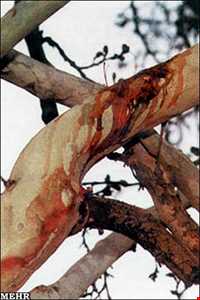 درخت خونبار زرآباد