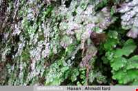 آبشار آبگرم