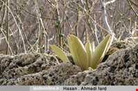 آبشار آبگرم