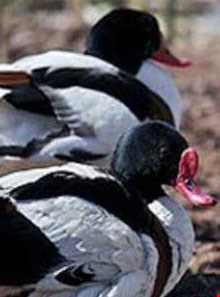 دهکده حیات طبیعت قزوین