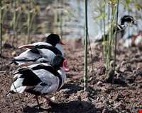 دهکده حیات طبیعت قزوین