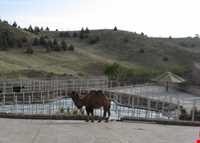 دهکده حیات طبیعت قزوین