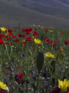 منطقه حفاظت شده گلپرآباد