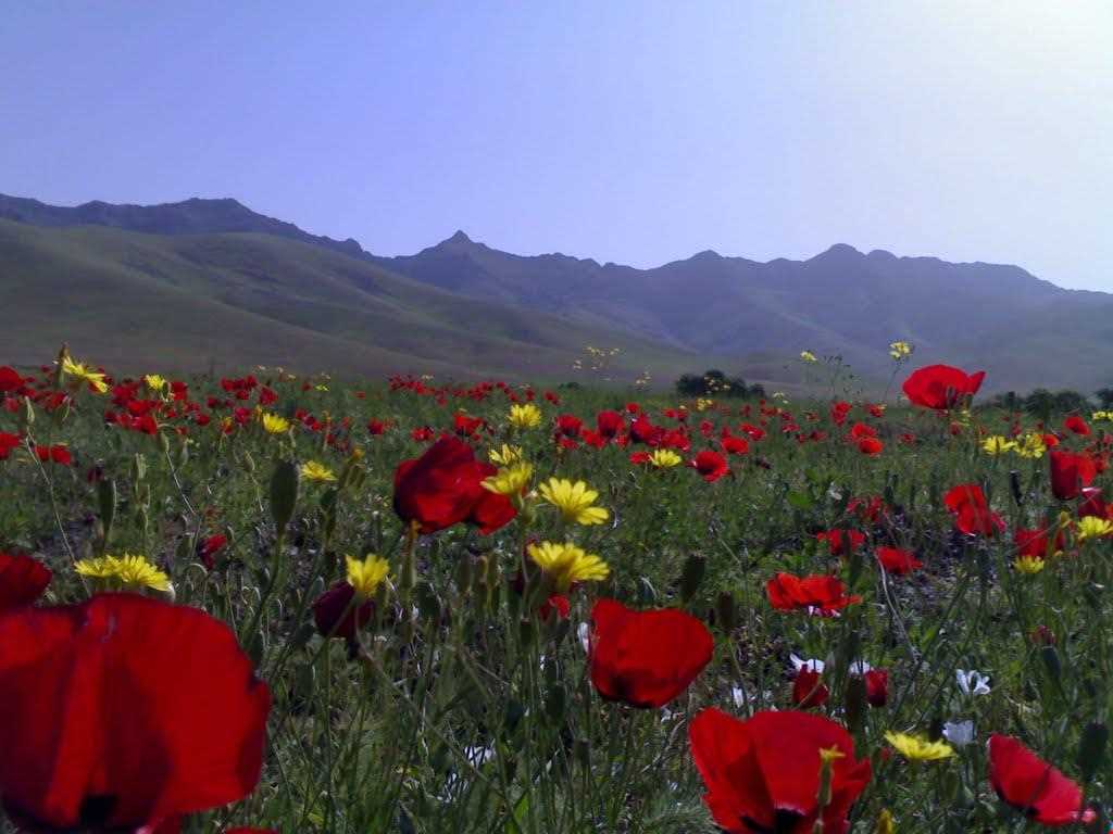 منطقه حفاظت شده گلپرآباد