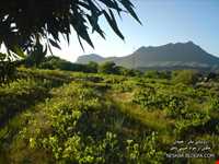 منطقه حفاظت شده شراء