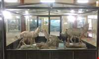 Natural History Museum Zanjan