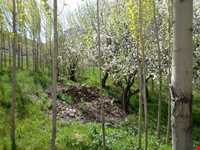 چشمه علی بلاغی