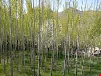 چشمه علی بلاغی