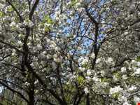 چشمه علی بلاغی