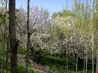 چشمه علی بلاغی