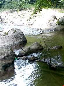 نارنج بن شیرگاه