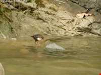 نارنج بن شیرگاه