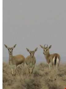 منطقه حفاظت شده رئیسی