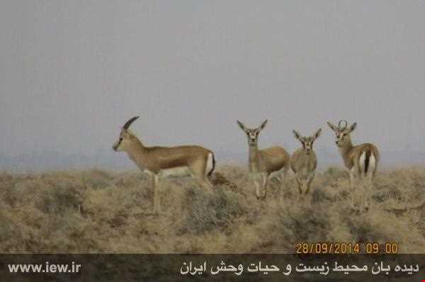 منطقه حفاظت شده رئیسی