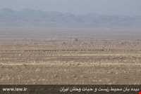 منطقه حفاظت شده رئیسی