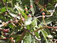 Pistacia atlantica