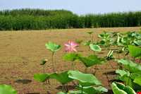 تالاب انزلی