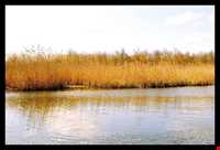 تالاب انزلی