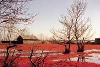 تالاب انزلی