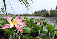 تالاب انزلی