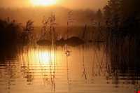 تالاب انزلی