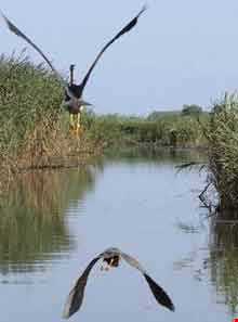 تالاب انزلی