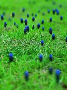 روستای رادکان