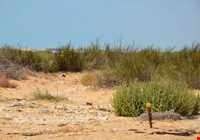 جزیره تهمادو