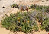 جزیره تهمادو