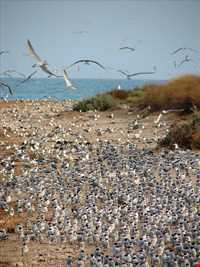 جزیره تهمادو