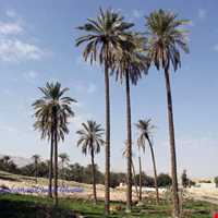 روستای باغان