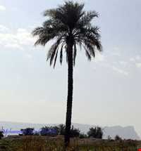 روستای باغان