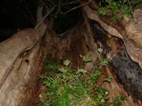 مسجد جامع شش ناو ( ششناو )