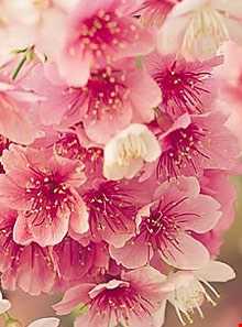 تقویم سنتی ایلام