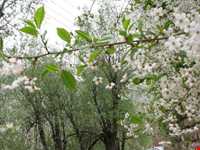 دشت جانستون