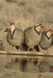 منطقه حفاظت شده دهج