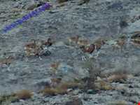 Dehaj Protected Area