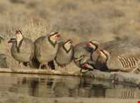 Dehaj Protected Area