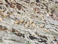 Dehaj Protected Area