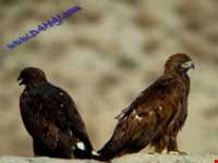 Dehaj Protected Area