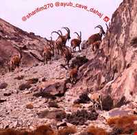 Dehaj Protected Area