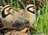 Dehaj Protected Area