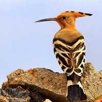 Dehaj Protected Area