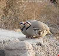 Dehaj Protected Area