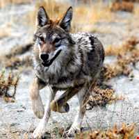 Dehaj Protected Area