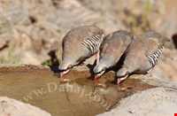 Dehaj Protected Area