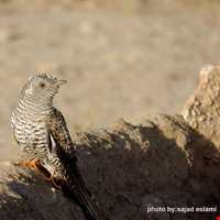 Dehaj Protected Area