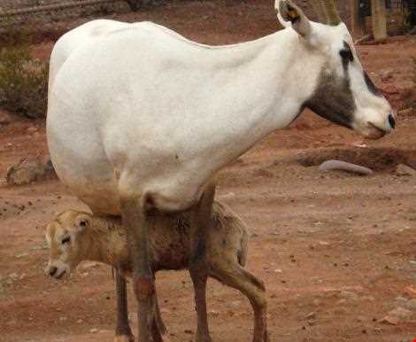 Dimeh Protected Area