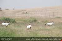 Dimeh Protected Area